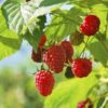 Sadnice Maline Vilamet