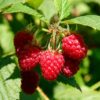 Sadnice Maline Vilamet