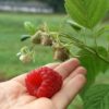 Sadnice Maline Vilamet