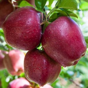sadnice jabuke crveni delišes