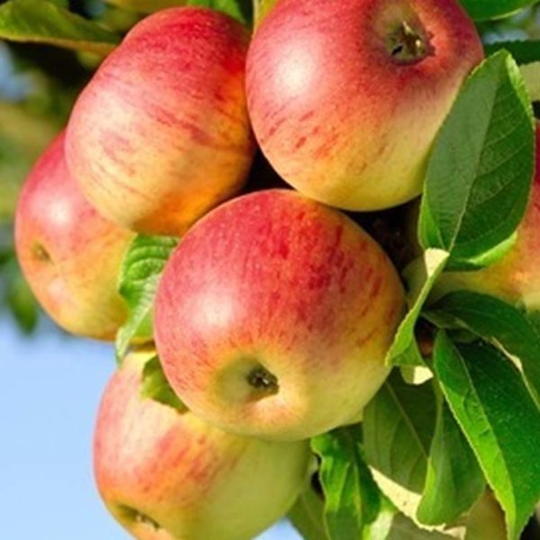 sadnice jabuke fudži
