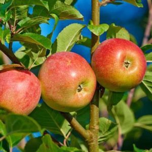 sadnice jabuke gala
