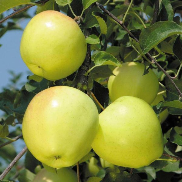 sadnice jabuke zlatni delišes