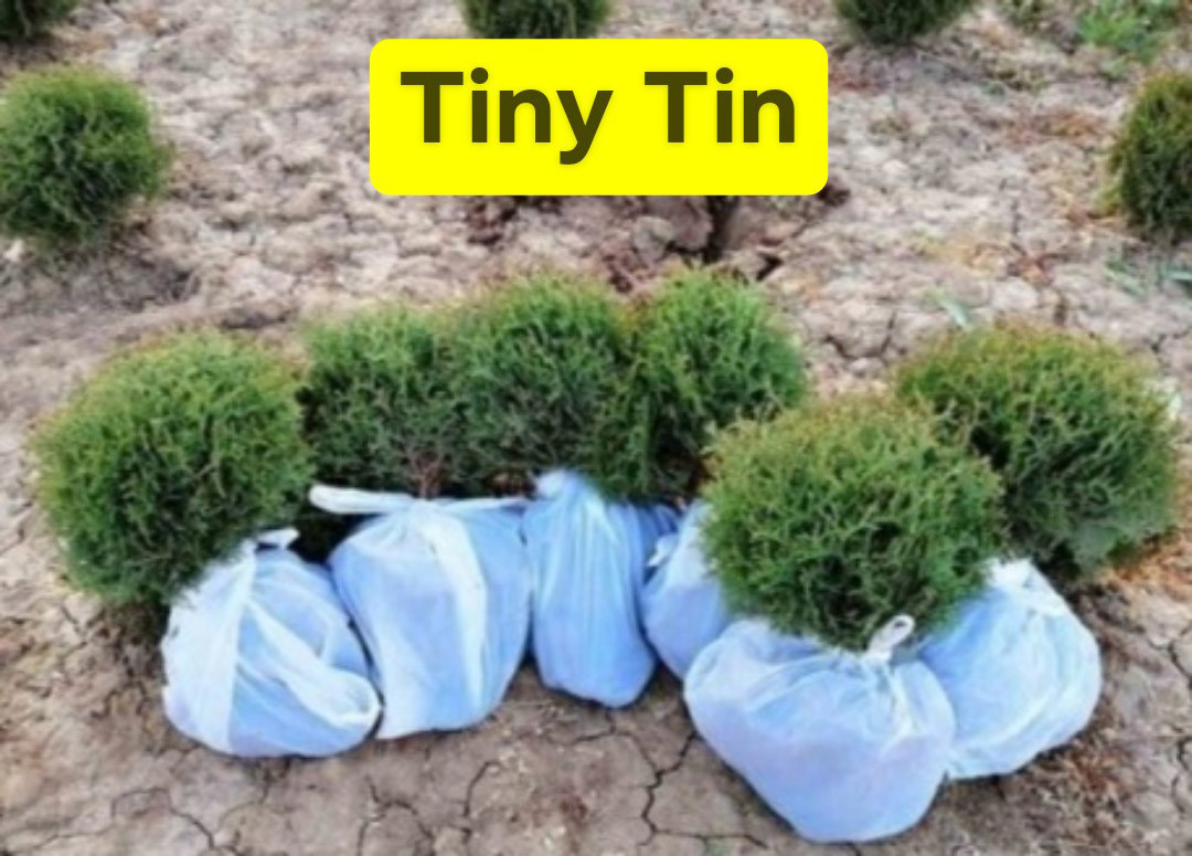 Mini tuja Tiny Tim 10-15 cm | Tuje i Ukrasne Sadnice | Svet Sadnica