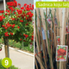 Kuglasta Stablašica Crvena Sitna - Image 2