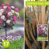 Kuglasta Stablašica Dvobojna Roze Bela - Image 4