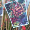 Kuglasta Stablašica Samba - Image 2