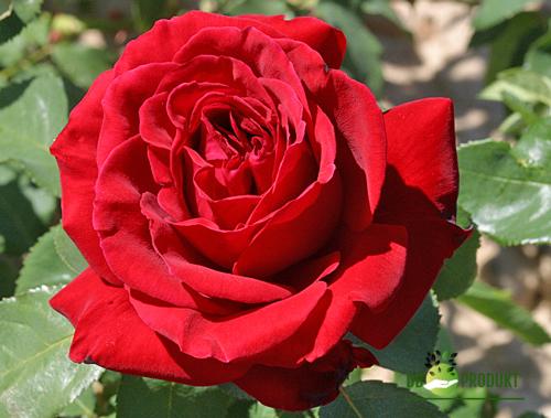 Ruža Čajevka Meilland