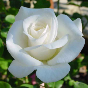 Ruža Čajevka Paskali