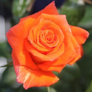 Ruža Čajevka Monika