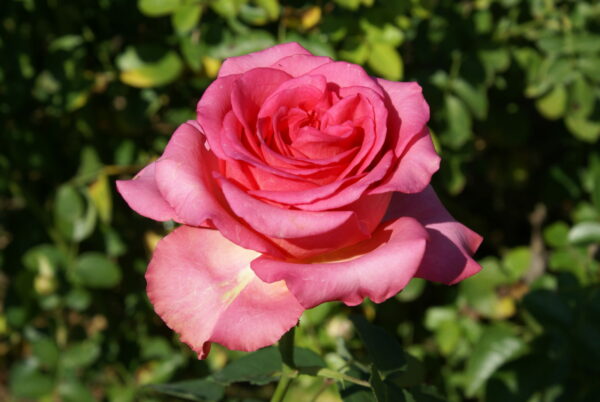 Ruža Čajevka