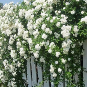 ruže puzavice bele