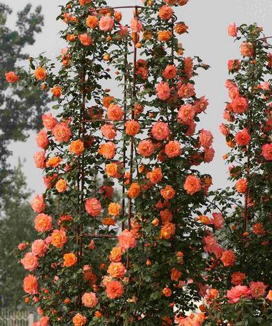 ruže puzavice narandžaste