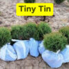 Mini tuja Tiny Tim 10-15 cm