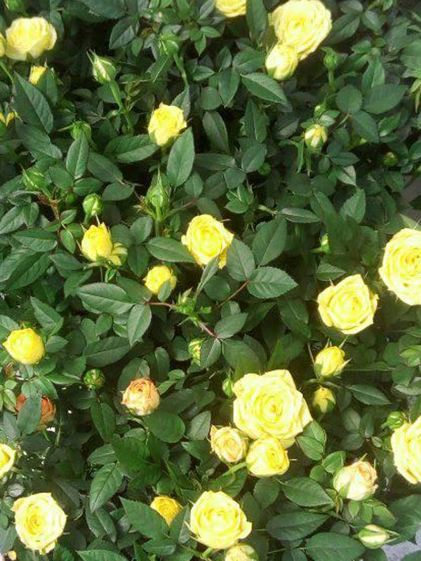 Mini Ruže Žute
