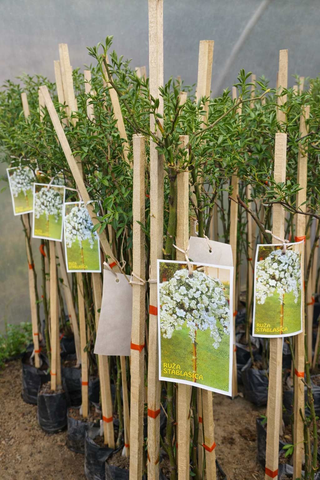 prelepe ruže stablašice kuglasta Bela