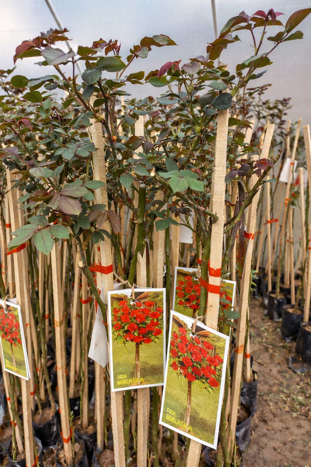 prelepe ruže stablašice kuglasta Crvena