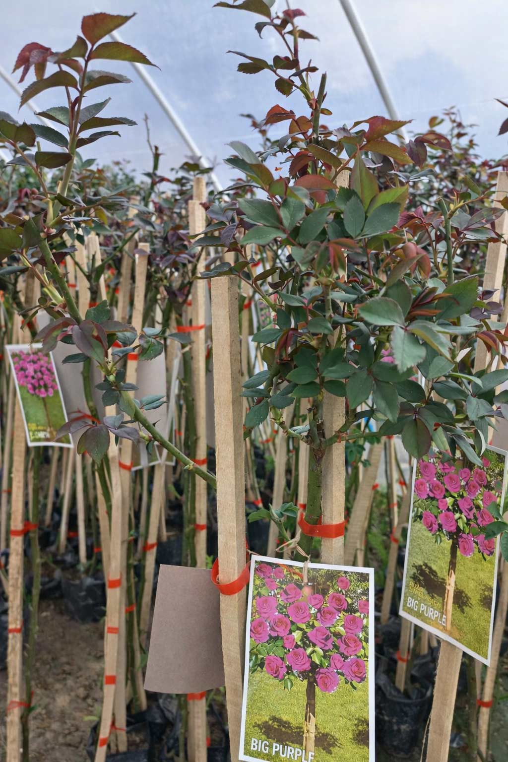 prelepe ruže stablašice kuglasta Big Purple