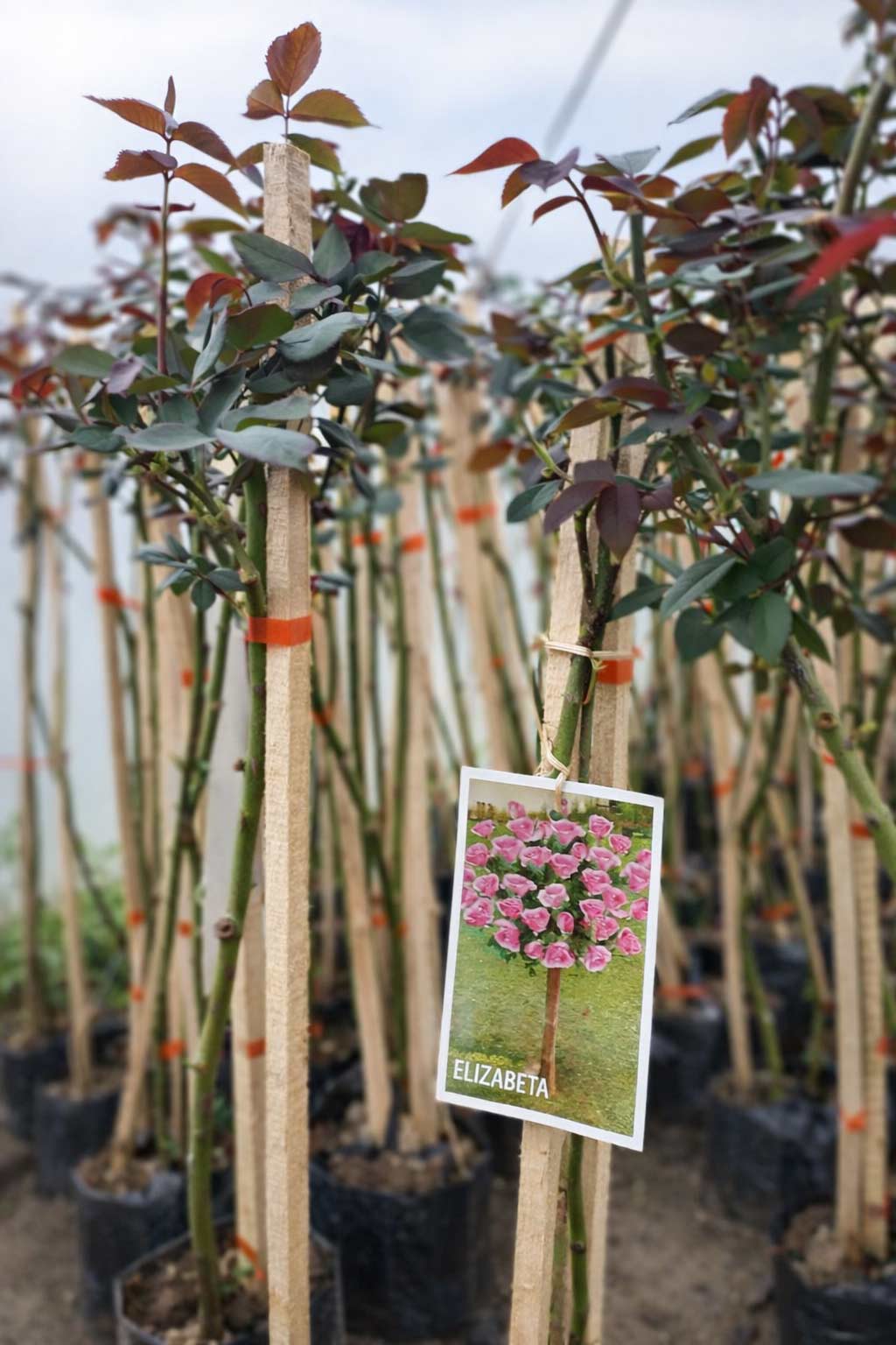 prelepe ruže stablašice kuglasta Elizabeta