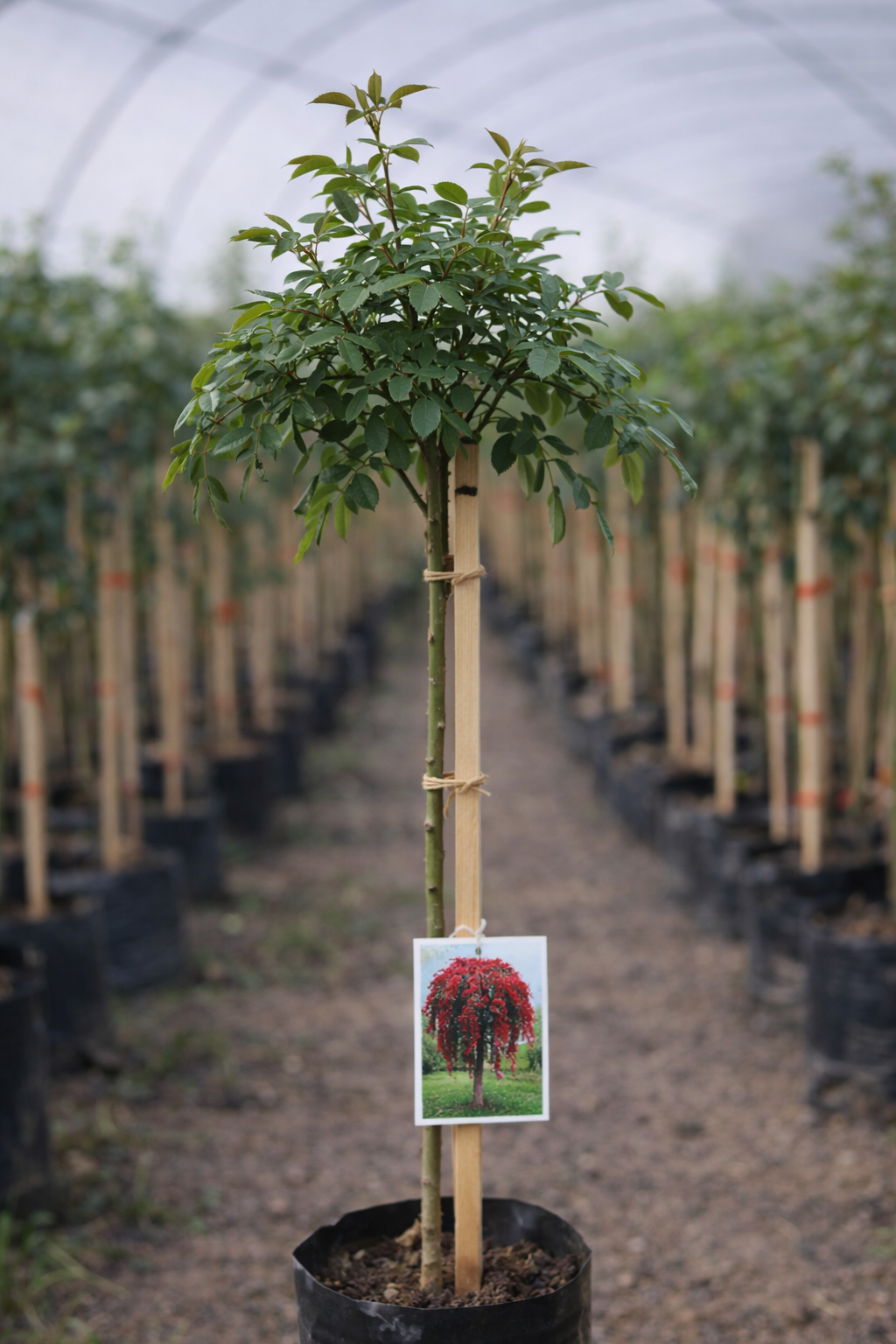 prelepe ruže stablašice padajuca crvena