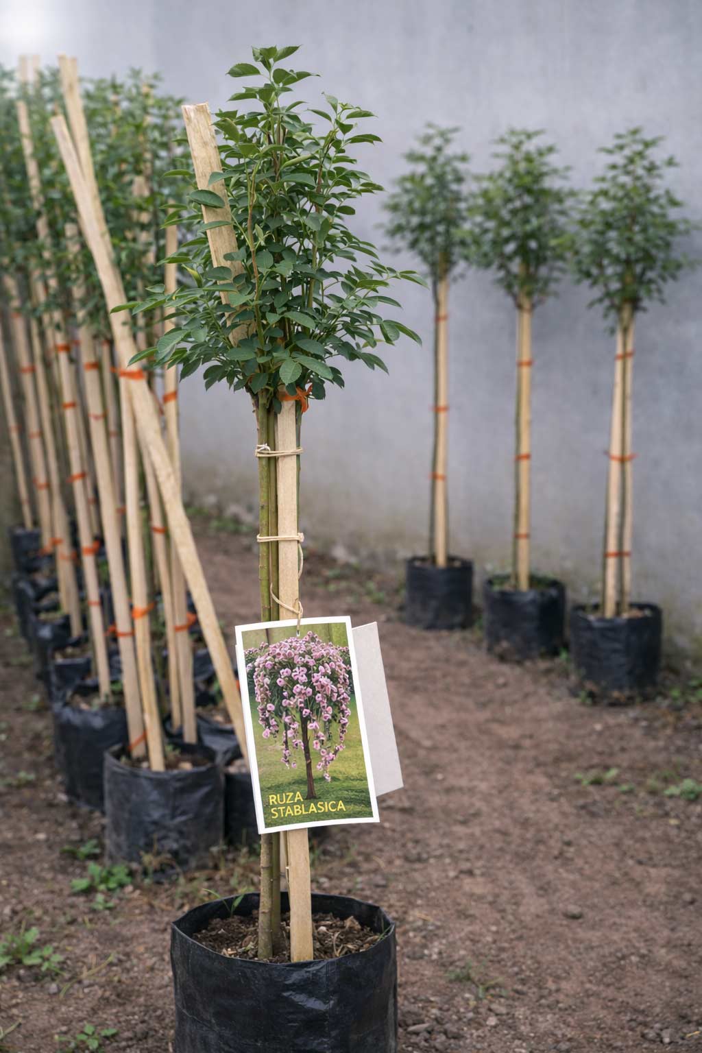 prelepe ruže stablašice padajuca roze