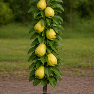 stubasta dunja prodaja