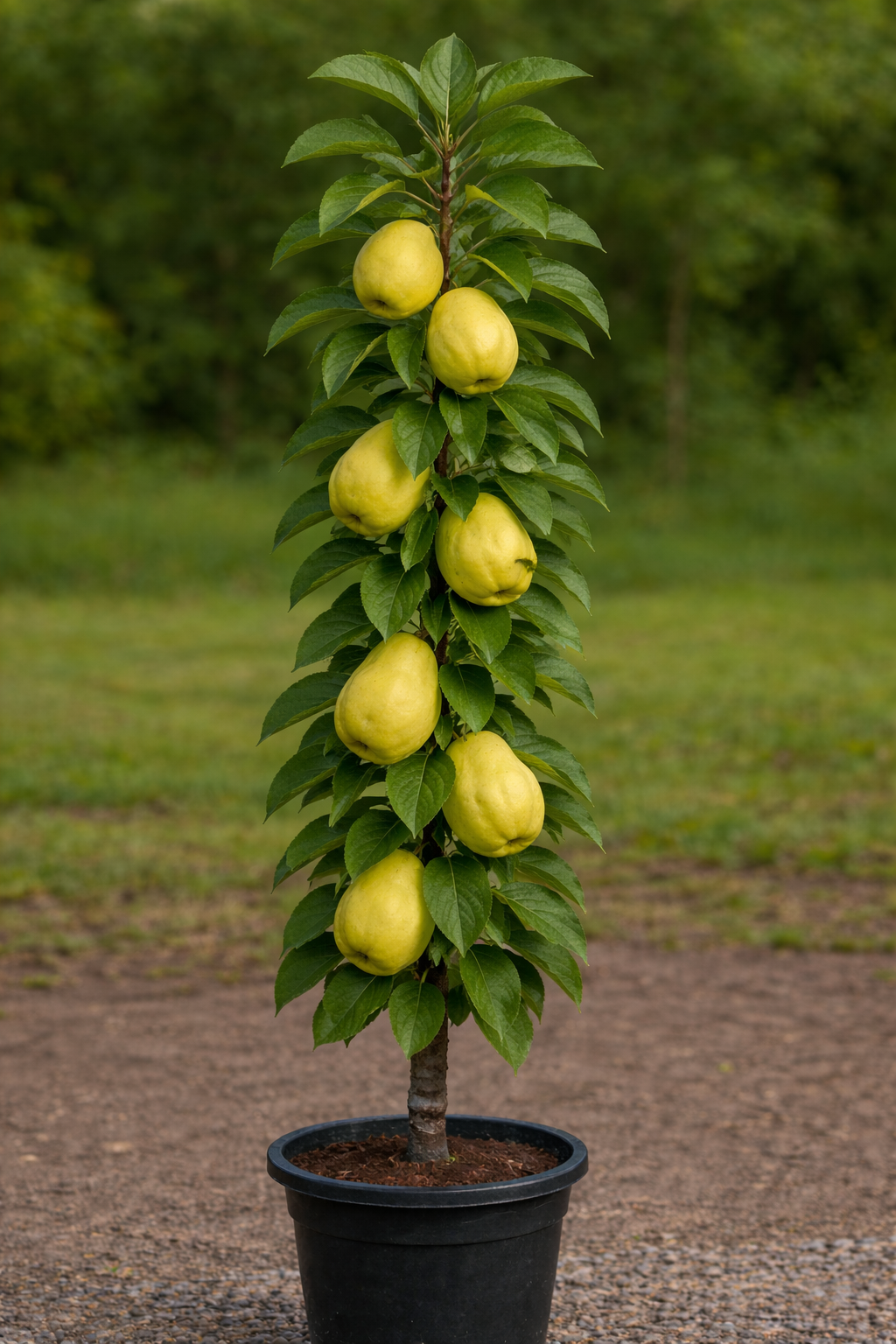 stubasta dunja prodaja