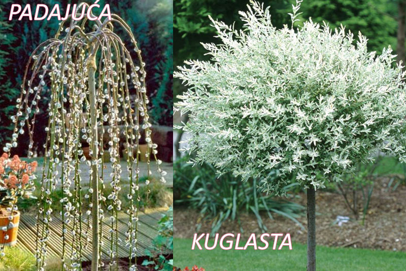 prodaja sadnica ukrasne vrbe 